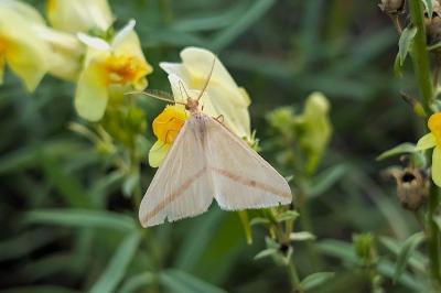 <i>Rhodometra sacraria</i>