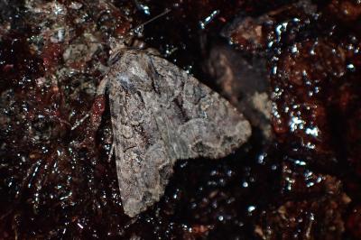 <i>Mesapamea secalella/secalis</i>