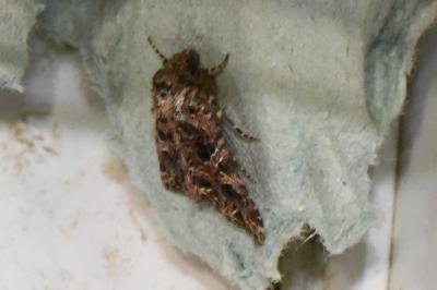 <i>Callopistria juventina</i>