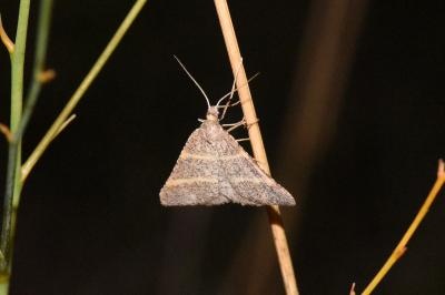 <i>Perigune narbonea</i>