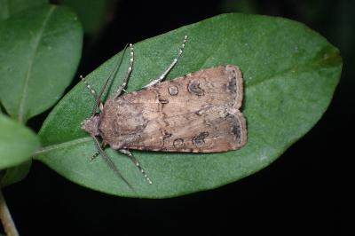 <i>Agrotis segetum</i>