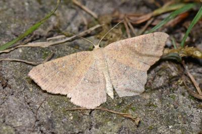 <i>Cyclophora ruficiliaria</i>