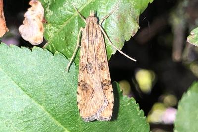 <i>Nomophila noctuella</i>