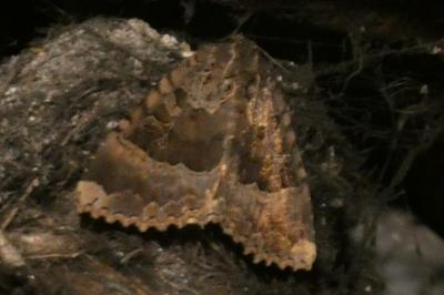 <i>Mormo maura</i>
