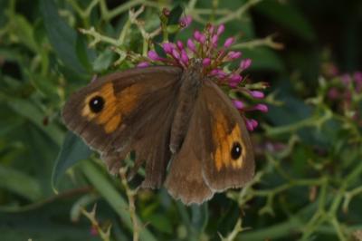<i>Maniola jurtina</i>