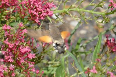 <i>Macroglossum stellatarum</i>