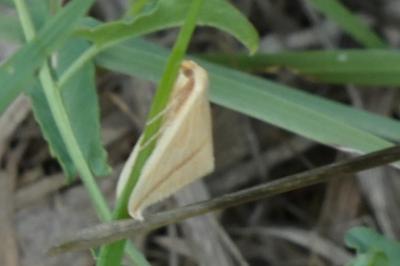 <i>Rhodometra sacraria</i>