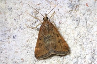 <i>Pyrausta despicata</i>