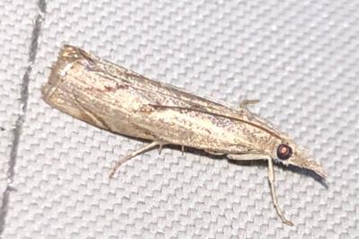 <i>Agriphila geniculea</i>