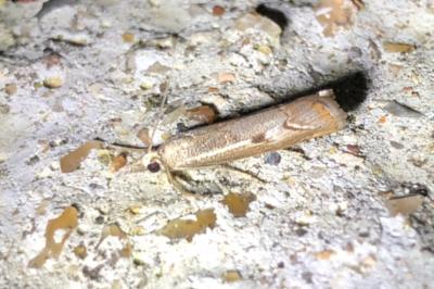 <i>Agriphila geniculea</i>