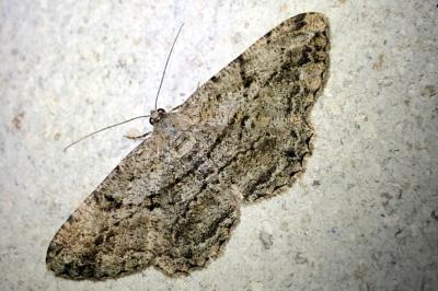 <i>Peribatodes rhomboidaria</i>