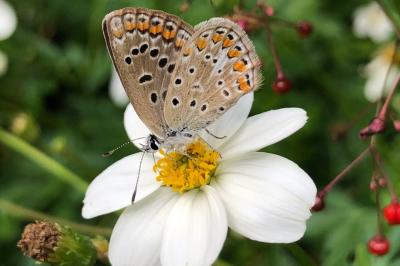 <i>Polyommatus icarus</i>