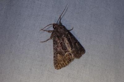 <i>Thalpophila matura</i>