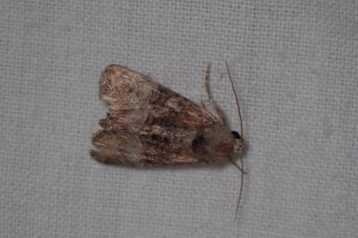 <i>Mesoligia furuncula</i>