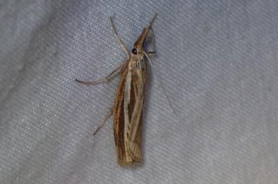 <i>Agriphila tristella</i>