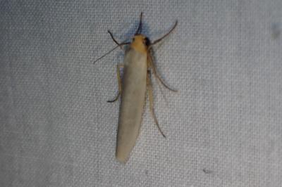 <i>Eilema caniola</i>