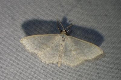 <i>Idaea subsericeata</i>