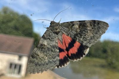 <i>Catocala nupta</i>