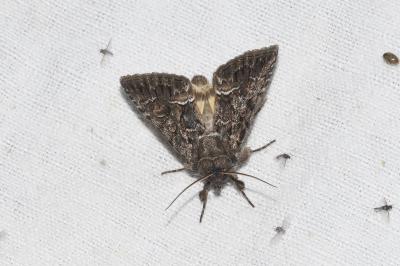<i>Thalpophila matura</i>