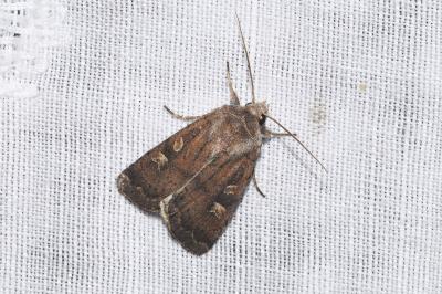 <i>Xestia xanthographa</i>