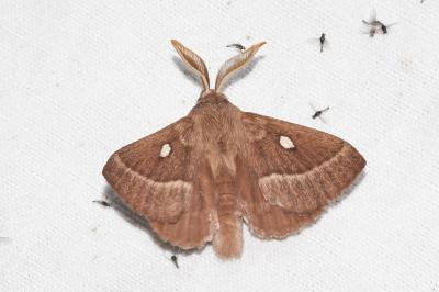 <i>Lasiocampa trifolii</i>