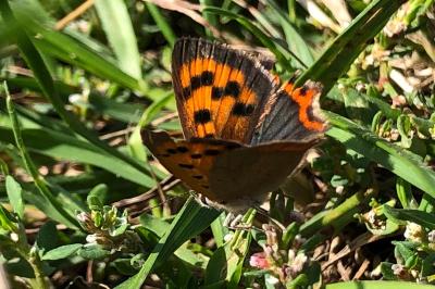 <i>Lycaena phlaeas</i>