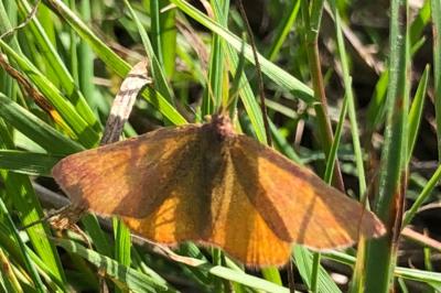 <i>Lythria purpuraria</i>