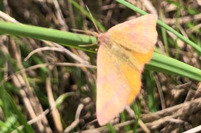 <i>Lythria purpuraria</i>