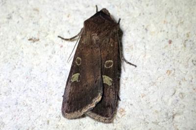 <i>Xestia xanthographa</i>
