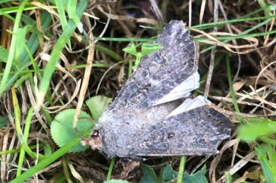 <i>Agrotis segetum</i>