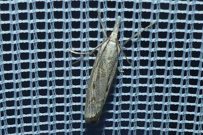 <i>Agriphila geniculea/inquinatella</i>