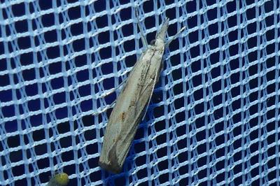 <i>Agriphila geniculea/inquinatella</i>