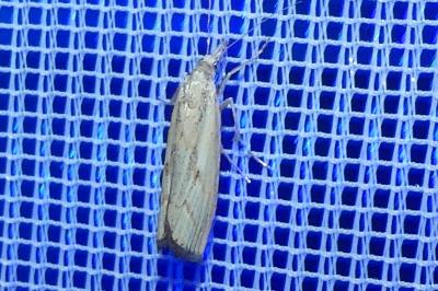 <i>Agriphila geniculea/inquinatella</i>