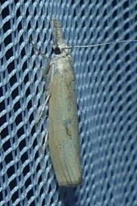 <i>Agriphila inquinatella</i>