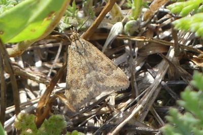 <i>Pyrausta despicata</i>