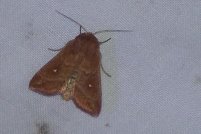 <i>Mythimna albipuncta</i>