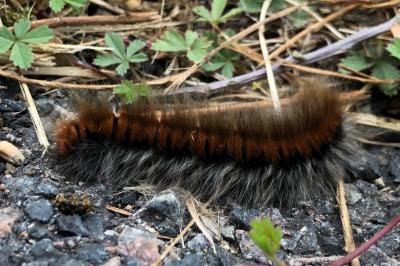 <i>Macrothylacia rubi</i>