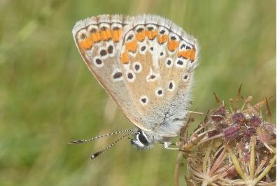 <i>Aricia agestis</i>