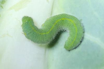 <i>Pieris rapae</i>
