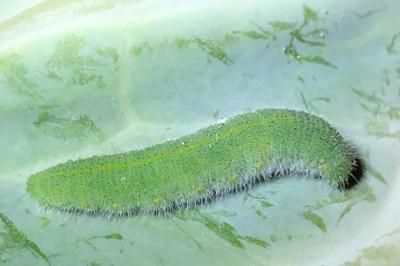 <i>Pieris rapae</i>