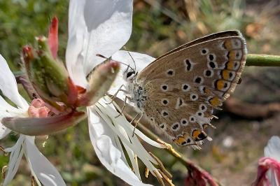 <i>Polyommatus icarus</i>