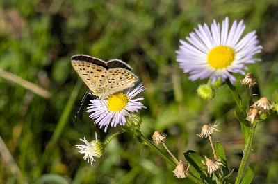 <i>Lycaena tityrus</i>