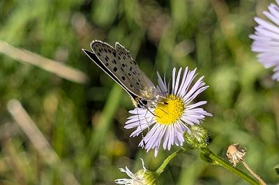 <i>Lycaena tityrus</i>