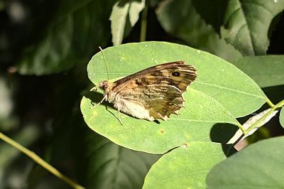 <i>Pararge aegeria</i>