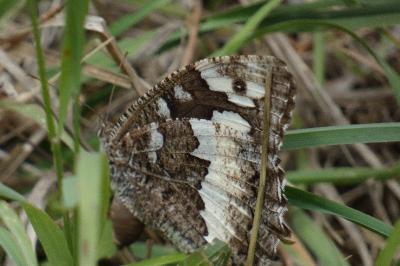 <i>Brintesia circe</i>