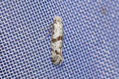 <i>Scythropia crataegella</i>