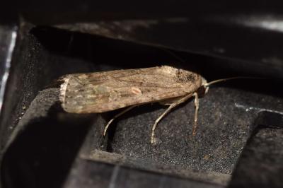 <i>Spodoptera exigua</i>