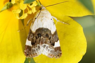 <i>Acontia lucida</i>
