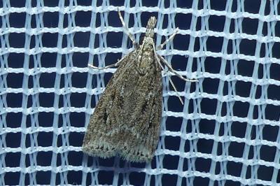 <i>Eudonia pallida</i>