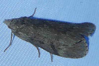 <i>Lamoria anella</i>
